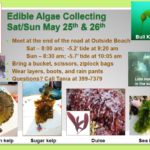 Edible Algae Collecting