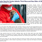 Third Rescued Sea Otter of 2023